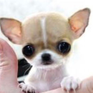 Meet your Posher, Cha